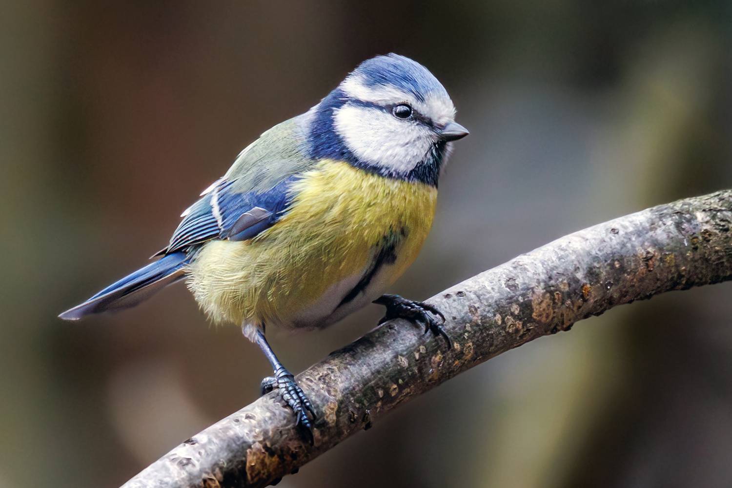 лазоревка, Алексей Волков