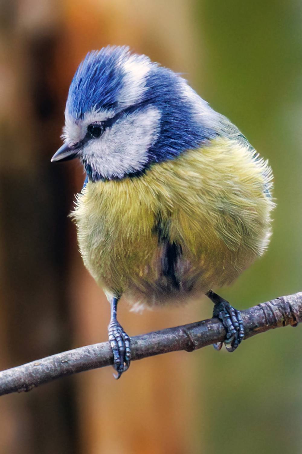 , Алексей Волков