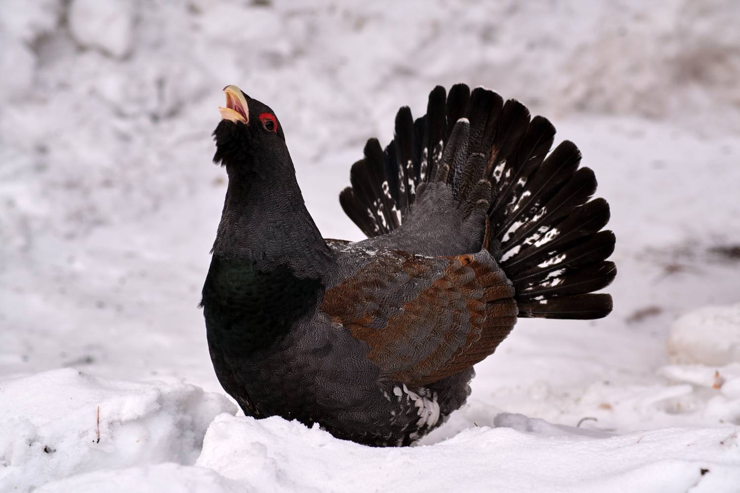 глухарь, красноярские столбы, Багурский Алексей