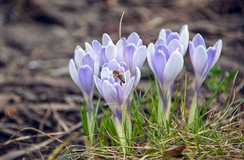 Весенние хлопоты фото превью