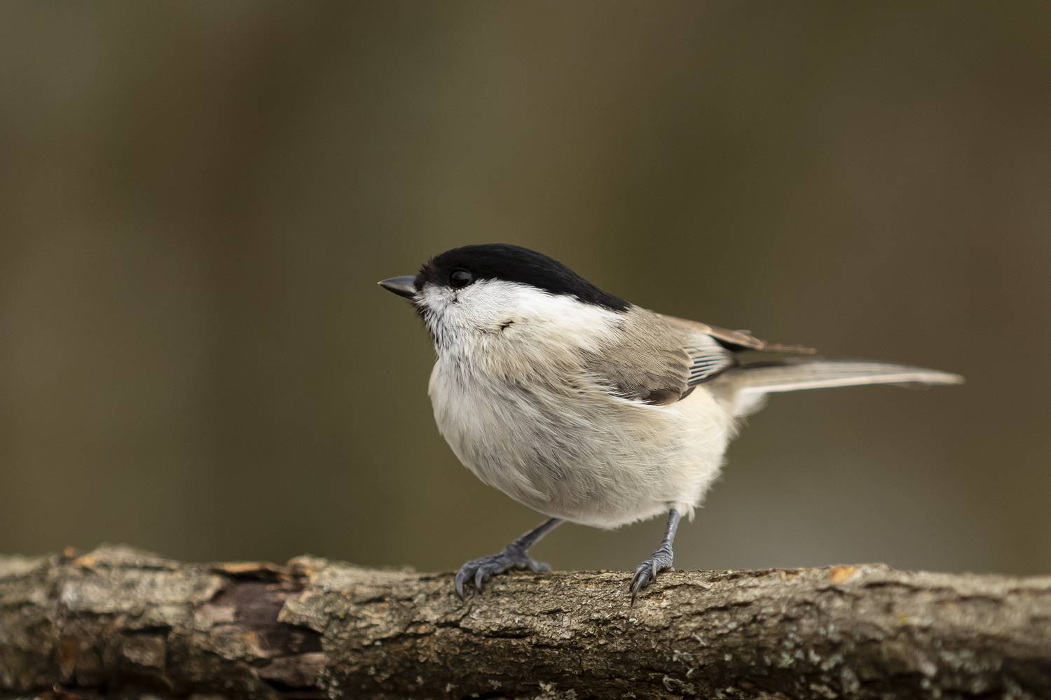 , Валерий Черняк