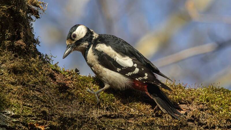 большой пёстрый дятел, дятел, dendrocopos major, dendrocopos, great spotted woodpecker, woodpecker, парк имени макса ашманна На ковре из мха фото превью