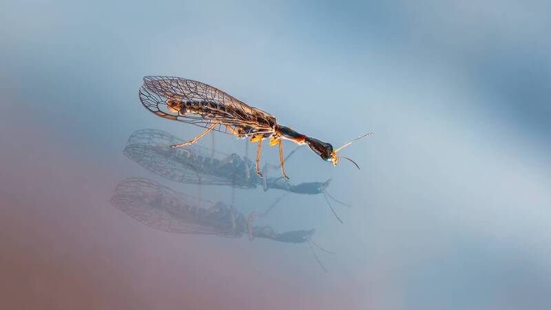 в Гляжу в себя как в зеркало фото превью