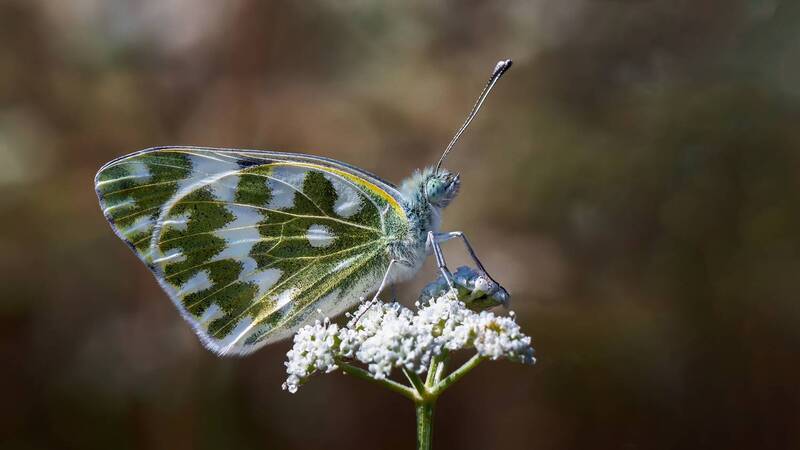 бабочка Понтия фото превью