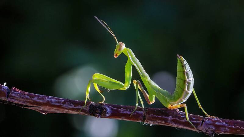 богомол Нимфа фото превью