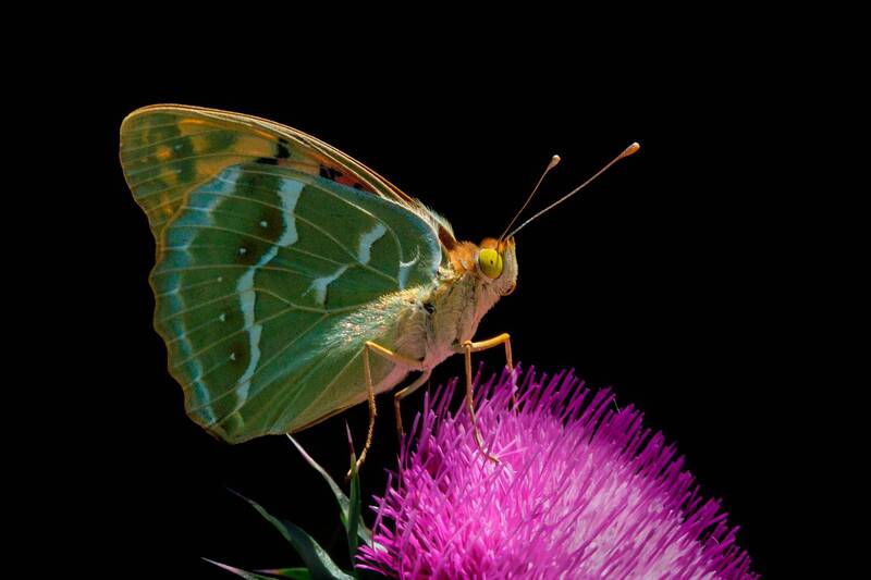 бабочка *** фото превью