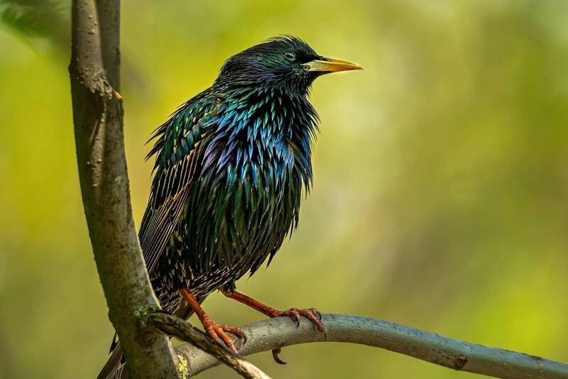 Beautiful bird фото превью