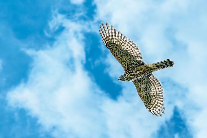 Тетеревятник  фото превью