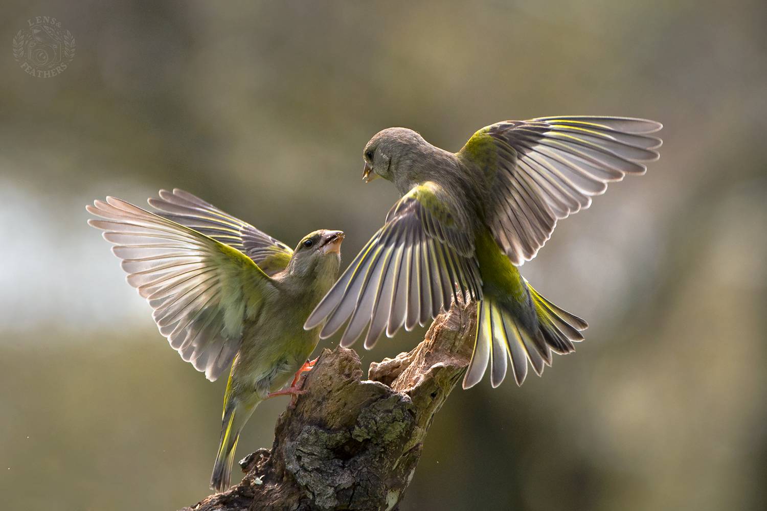 , Евгени Стефанов