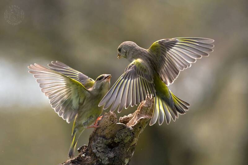 Зеленушка - Lens and Feathers фото превью