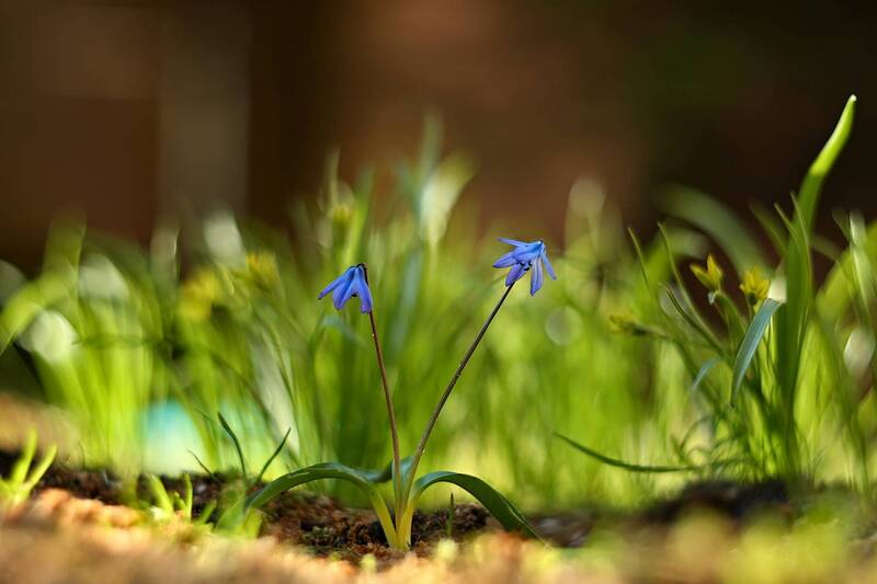 ***** фото превью