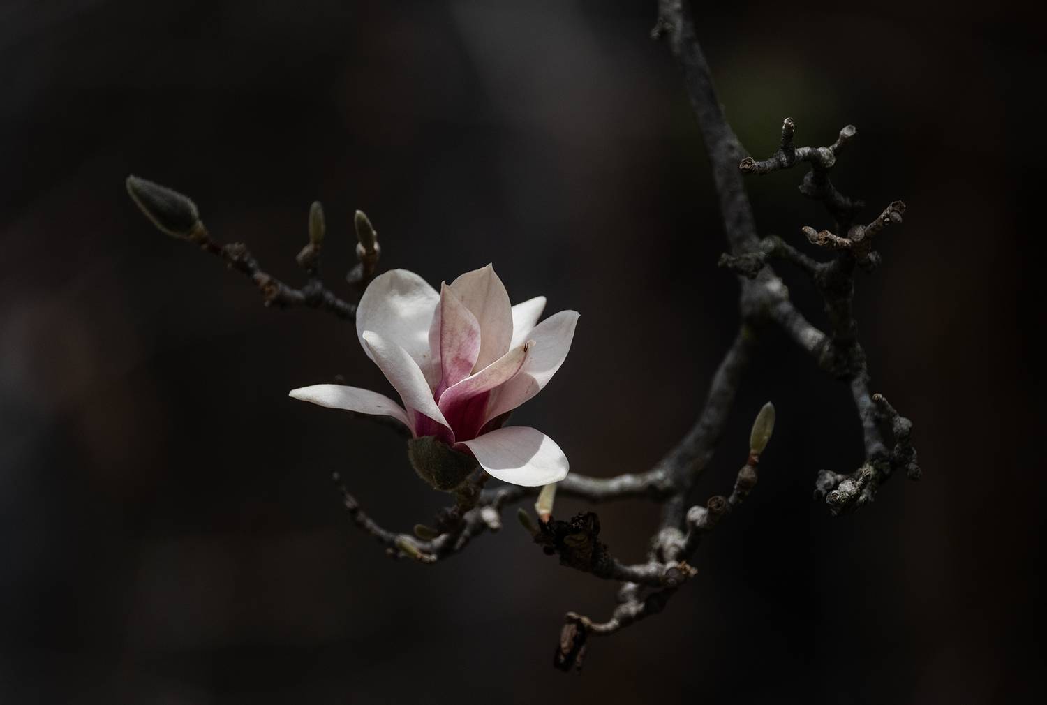 , Vorobeychik Vladimir