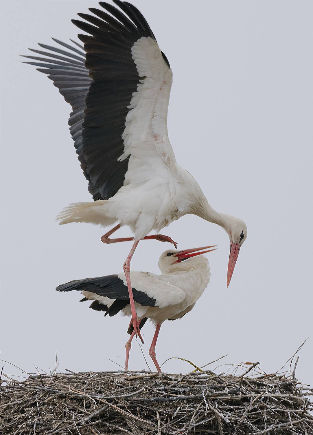 , Макеев Алексей