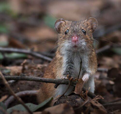 Сыыыырррррр