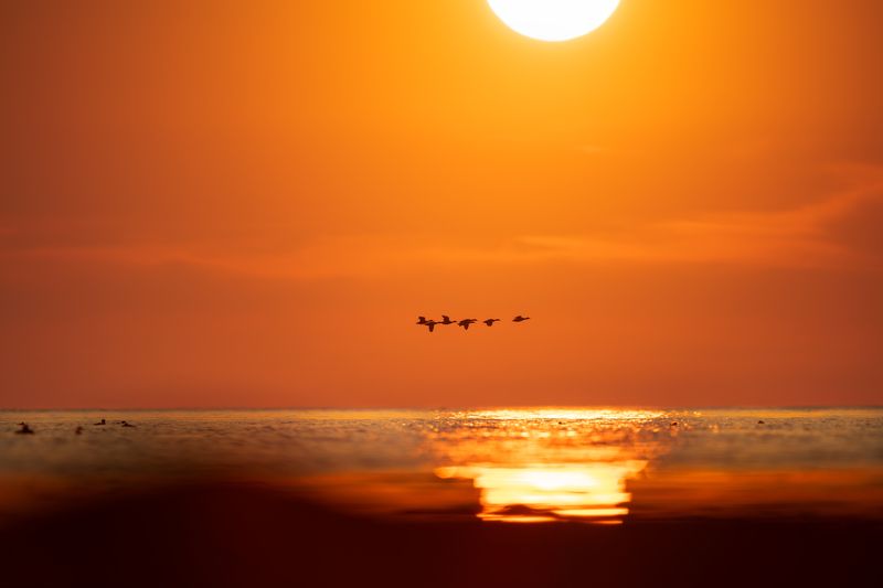 финский залив, лето, птицы, закат, sunset, summer, балтика, baltic, море, красиво, свет, золотой час, золотой закат В золотом закате // In the golden sunset фото превью