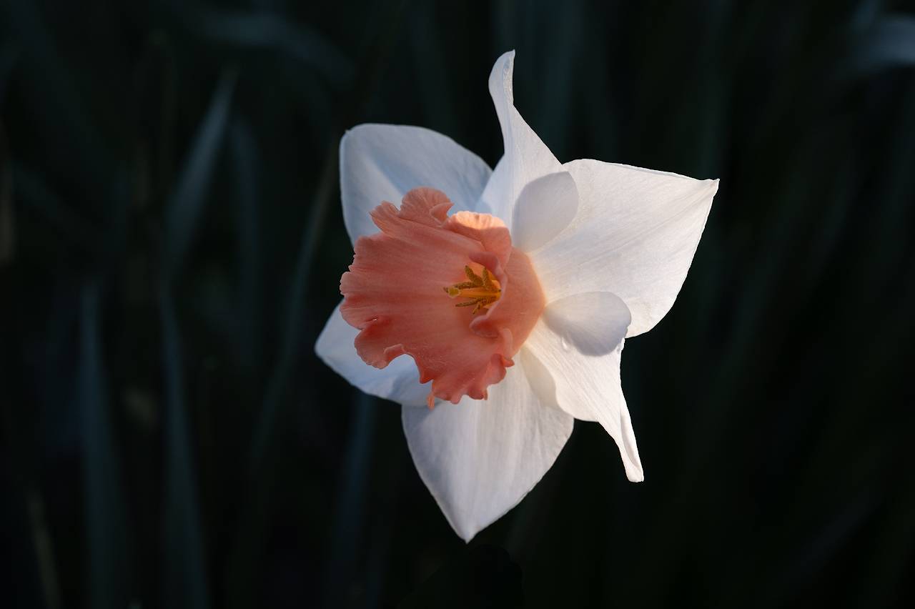 , Гусаченко Андрей