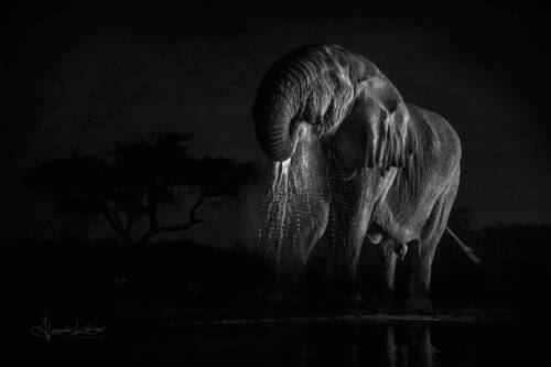 Истории африканской ночи...