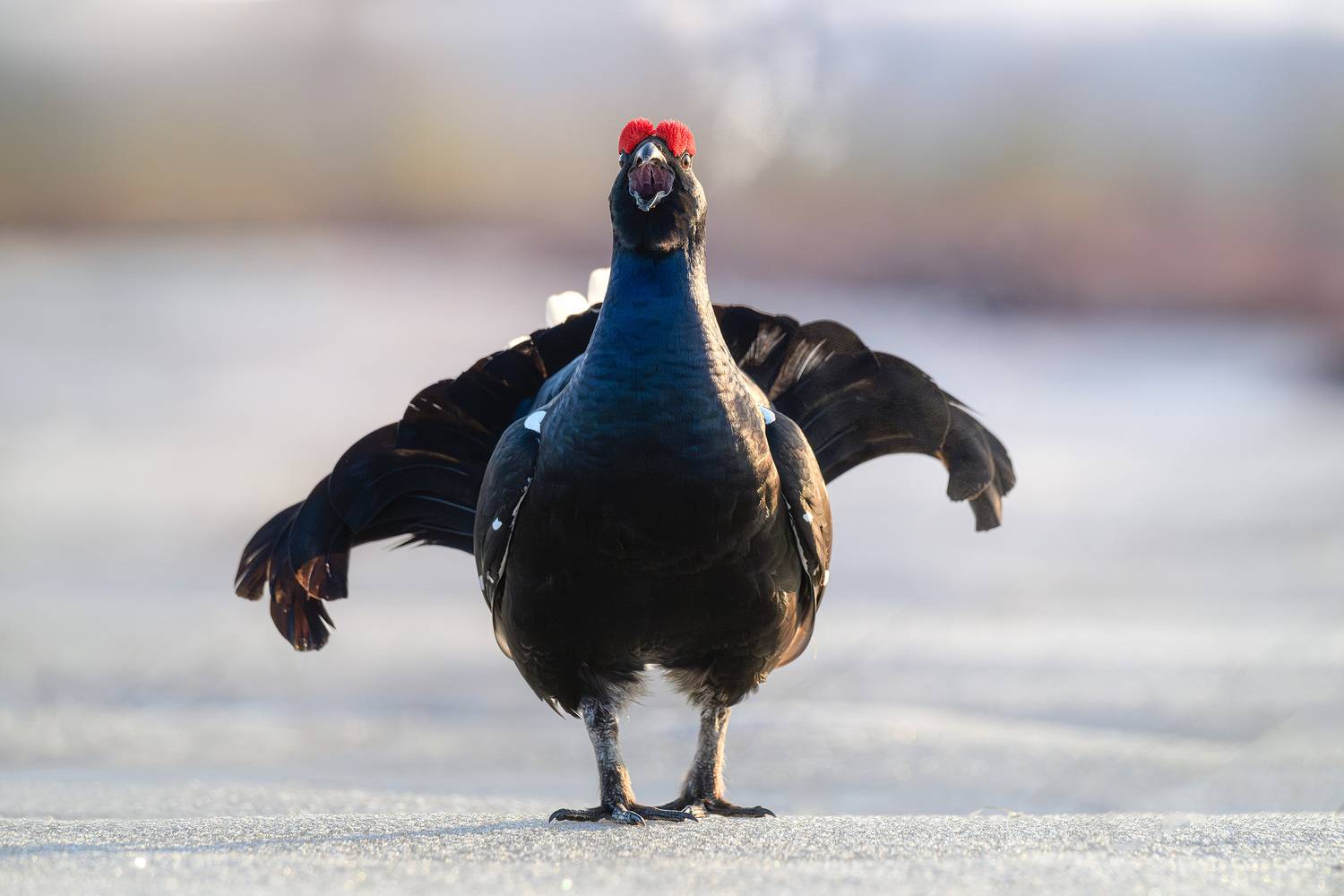 Тетерев, птицы, токование, лес, природа, фотоохота, утро, болото, Михаил Ездаков