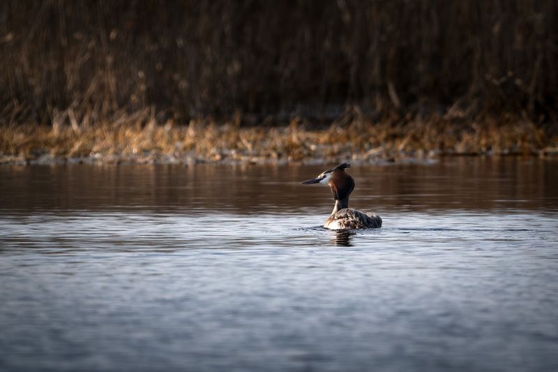Чомга фото превью