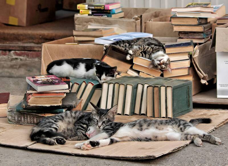 котики, улица Cats фото превью