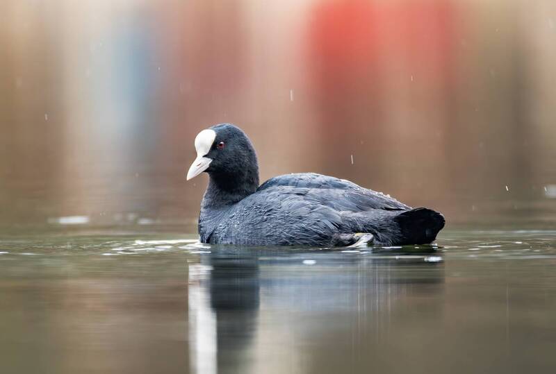 лысуха, водоплавающие, орнитология, птицы москвы, птицы, весна, апрель, терлецкий лесопарк, парки, дикая природа, дикие птицы, фотоохота, birds, wildlife, wildlifenature, bird, nature, animals, birdlife Лысуха. фото превью