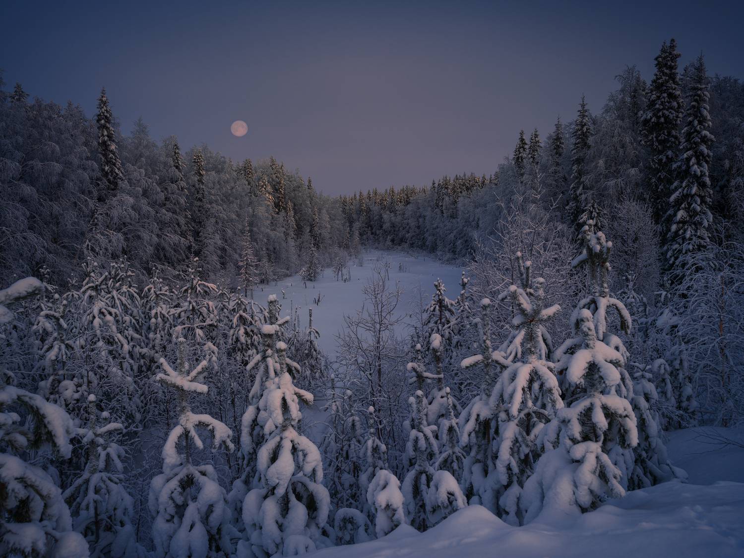 полнолуние, лес, болото, Олег Зверев