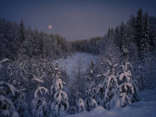 Лесное болотце