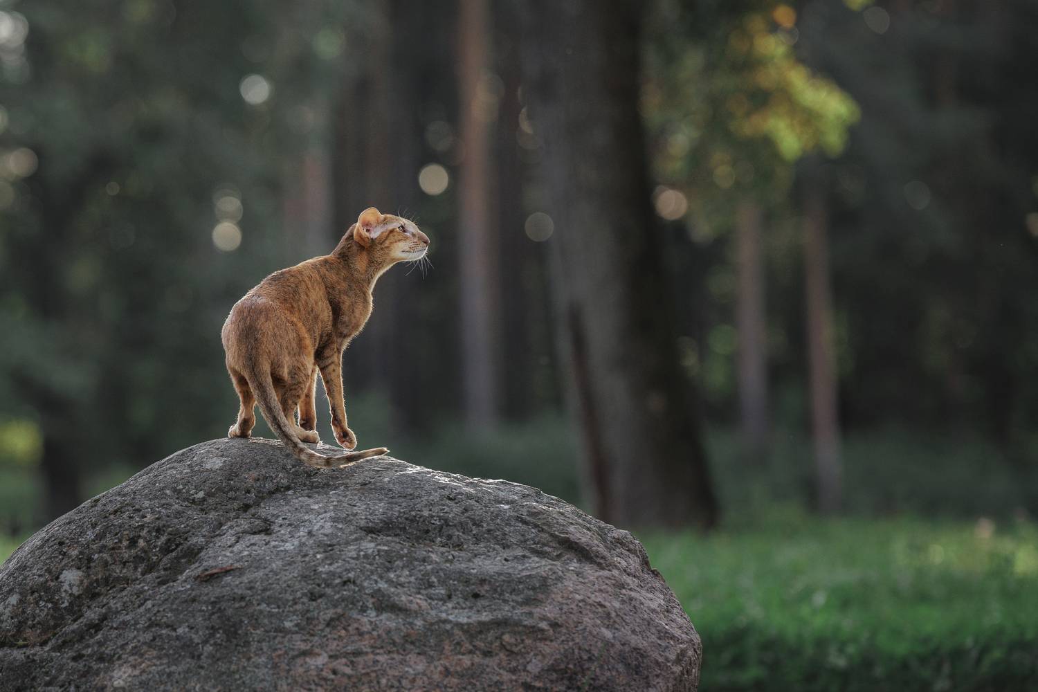 cat, orientalcat, Зубкова Юлия