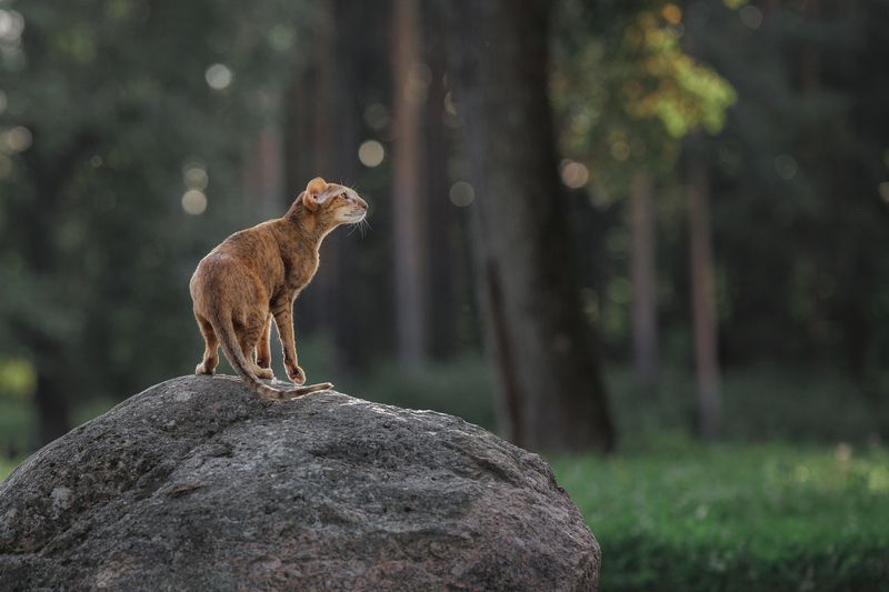 cat, orientalcat  фото превью
