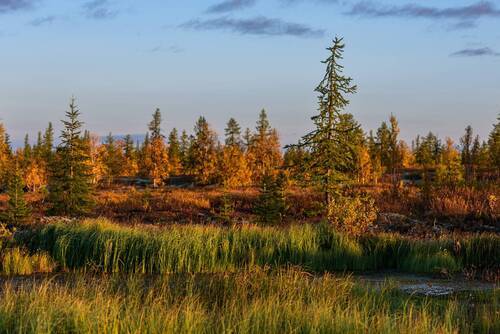 Осень в тундре