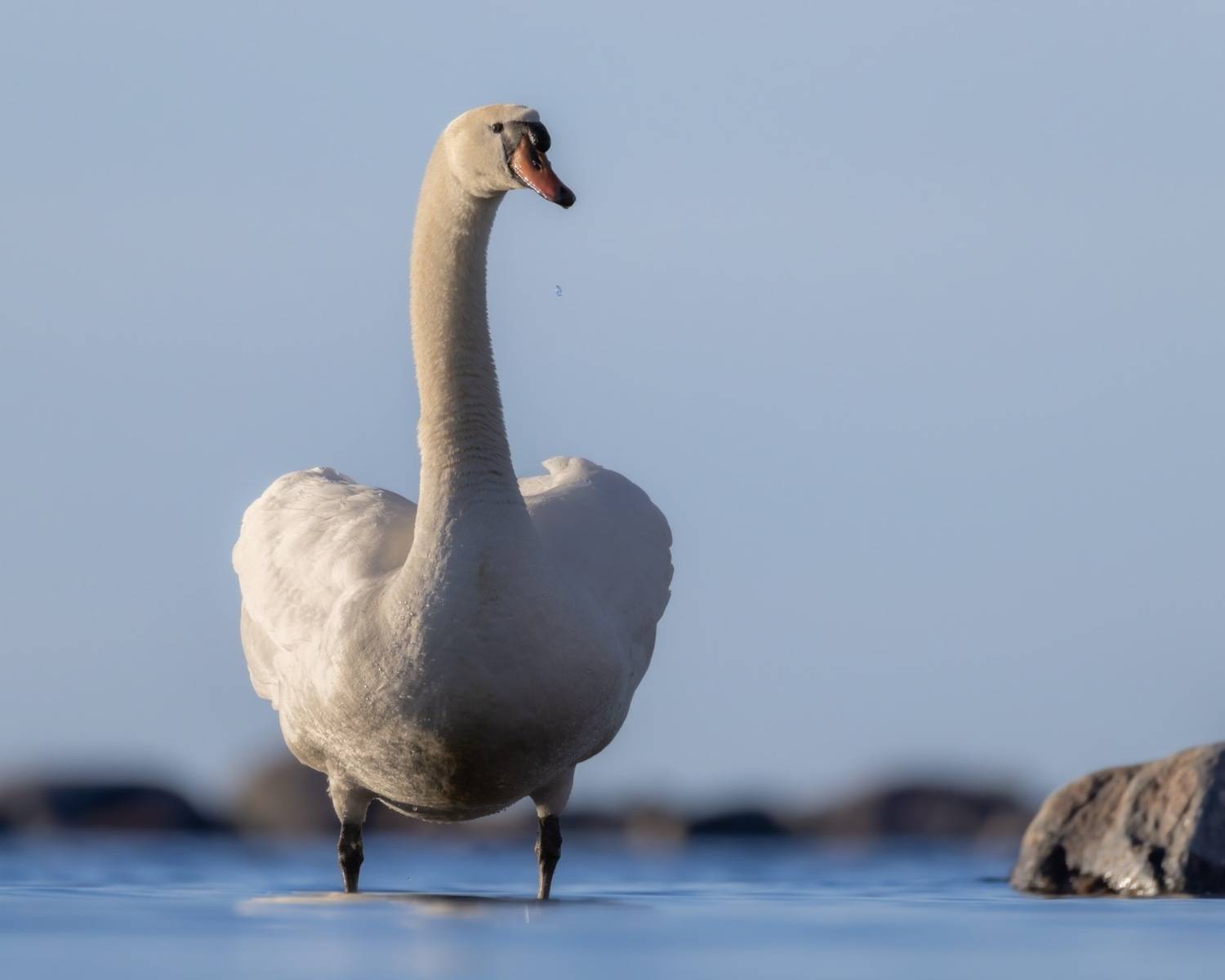 шипун, лебедь, лебедь-шипун, птицы, финский залив, лебедь шипун, Ruslan Pl
