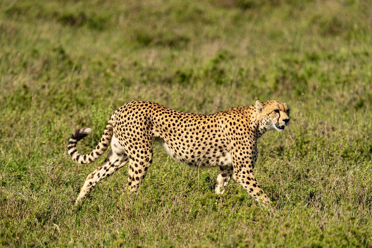 , Антипов Игорь