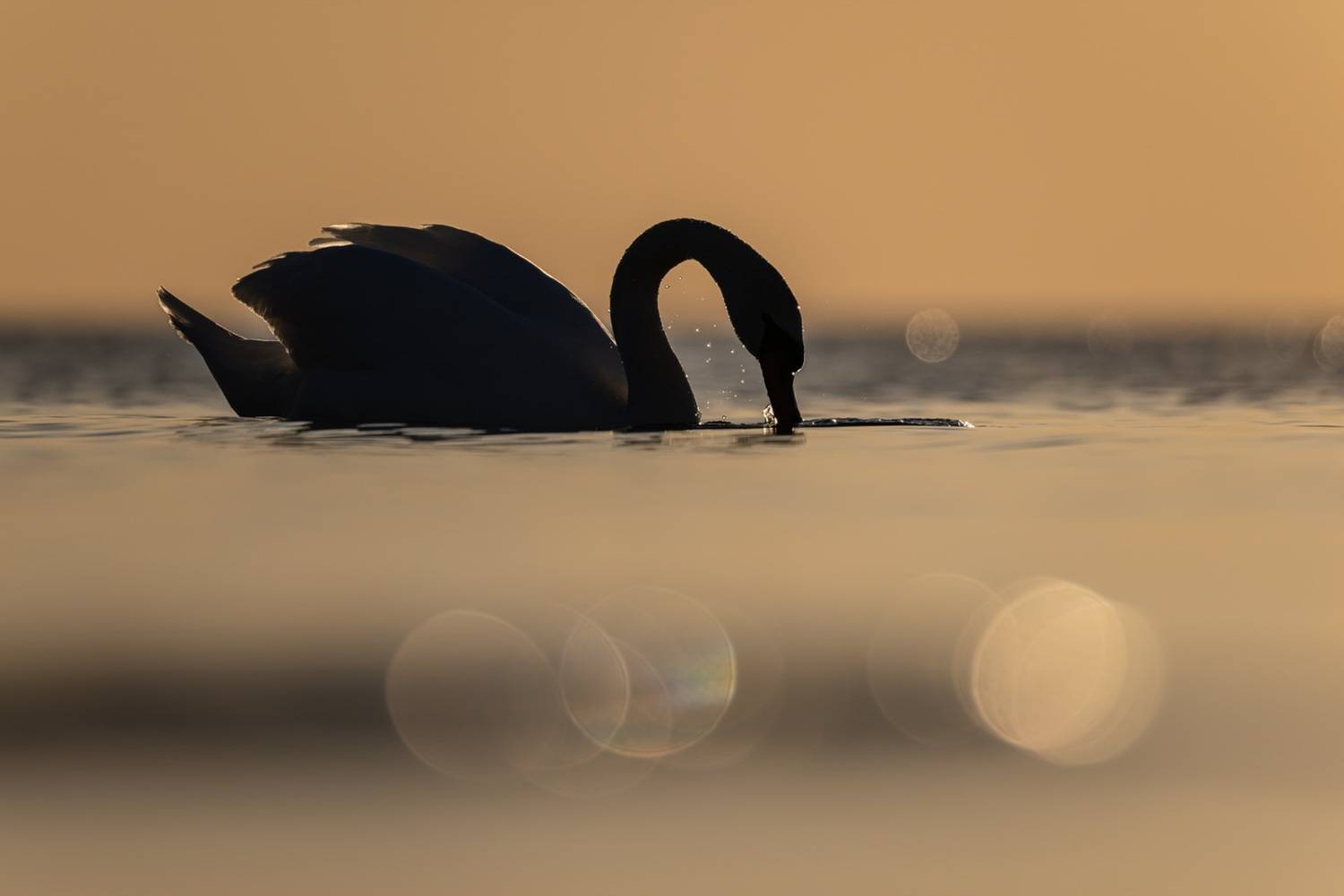 шипун, лебедь, лебедь-шипун, птицы, финский залив, лебедь шипун, закат, силуэт, Ruslan Pl