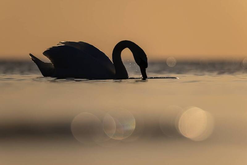 шипун, лебедь, лебедь-шипун, птицы, финский залив, лебедь шипун, закат, силуэт Лебедь-шипун фото превью