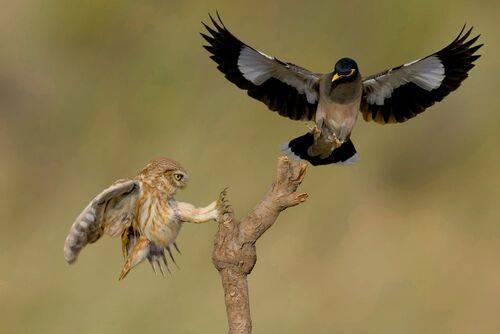 Battle for Territory