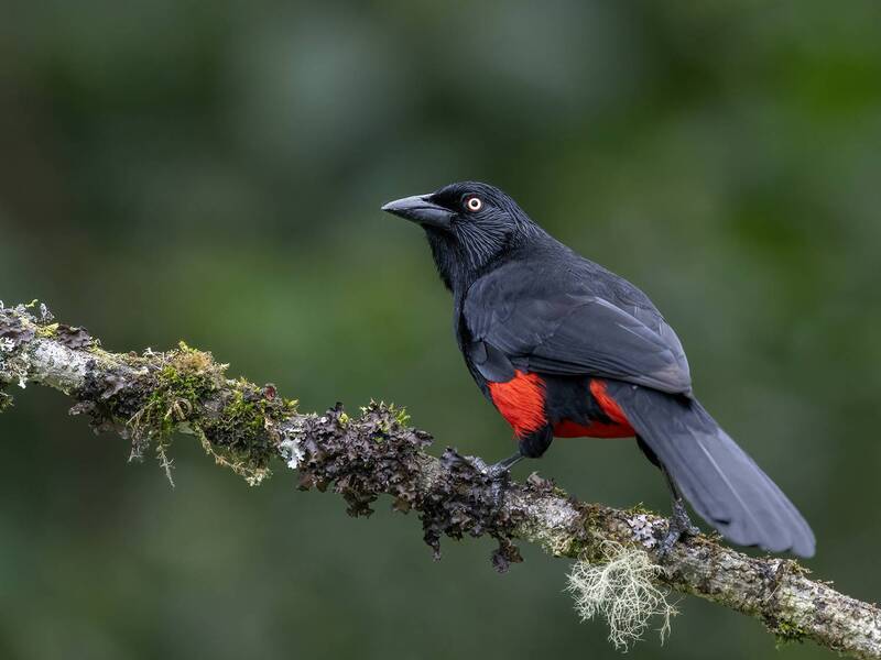 Red-bellied Grackle фото превью