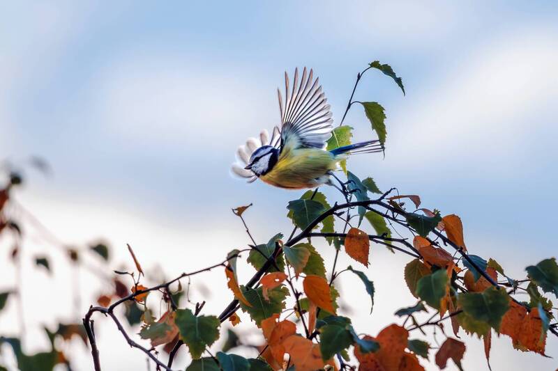 лазоревка  фото превью