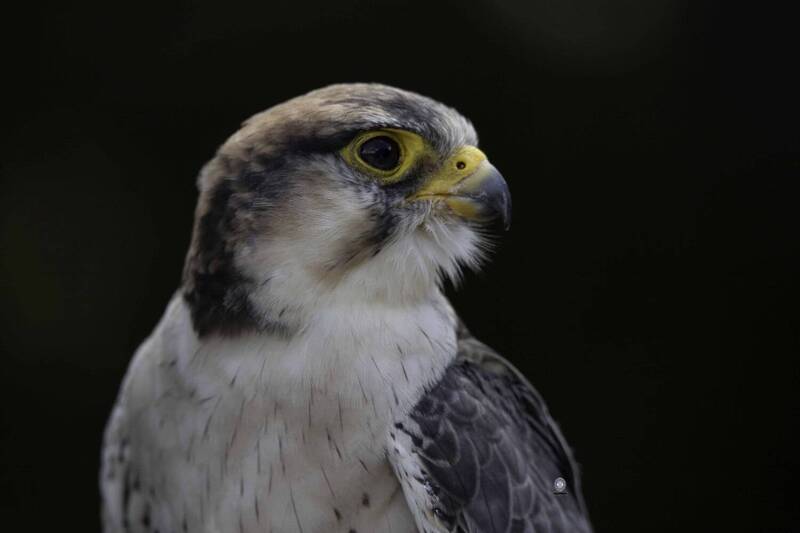 Lanner falcon фото превью