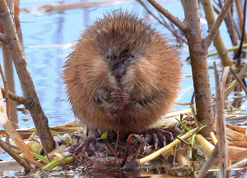 Озёрный колобок. фото превью