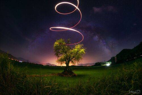 The magical tree in the summer night