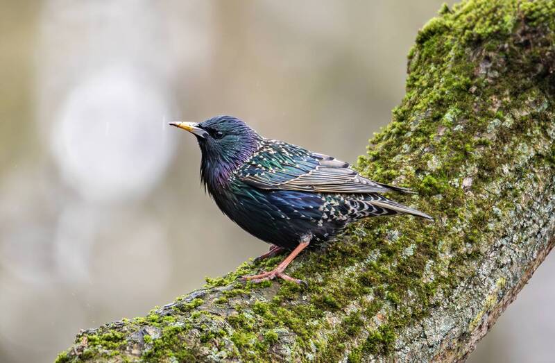 скворец, птицы, птицы россии, живая природа, природа россии, птицы европы, орнитология, фотоохота, животные, дикие птицы, весна, апрель, терлецкий парк Скворец. фото превью