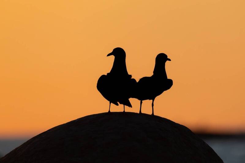 силуэт, закат, чайки, озерная чайка, птицы Пара озерных чаек любуются закатом фото превью