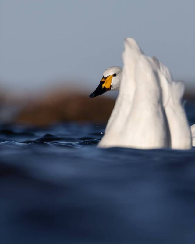 тундровый лебедь, лебедь, красная книга, малый лебедь, птицы Прятки фото превью