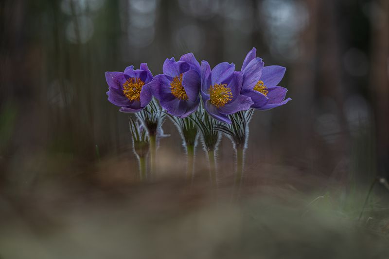 Лесные братья.Сон трава.  фото превью