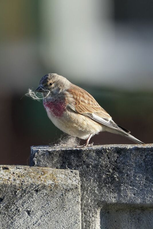 Коноплянка поисках материала для гнезда фото превью