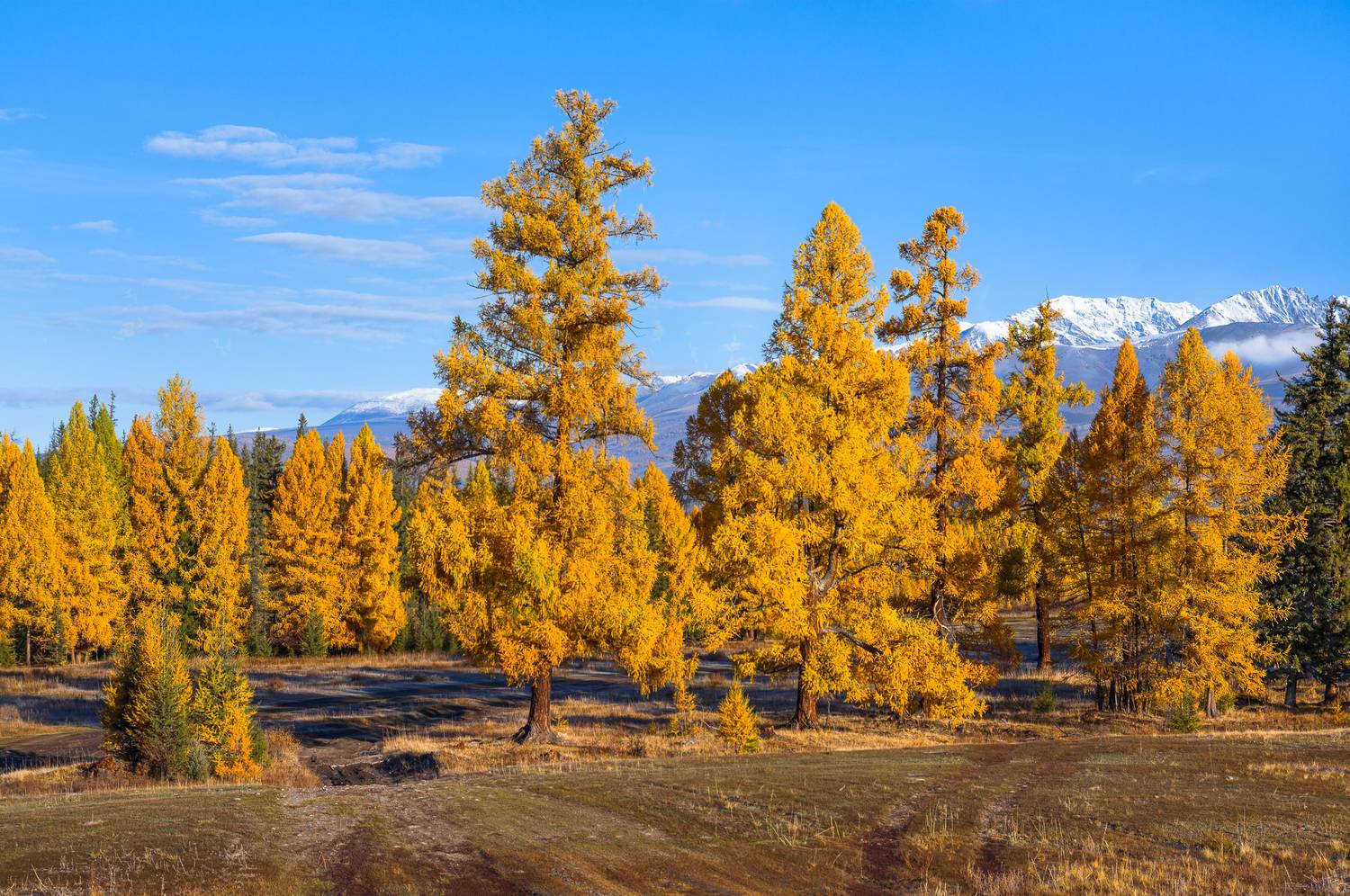 россия, горный алтай, лиственницы, осень, утро, Андрей Поляков