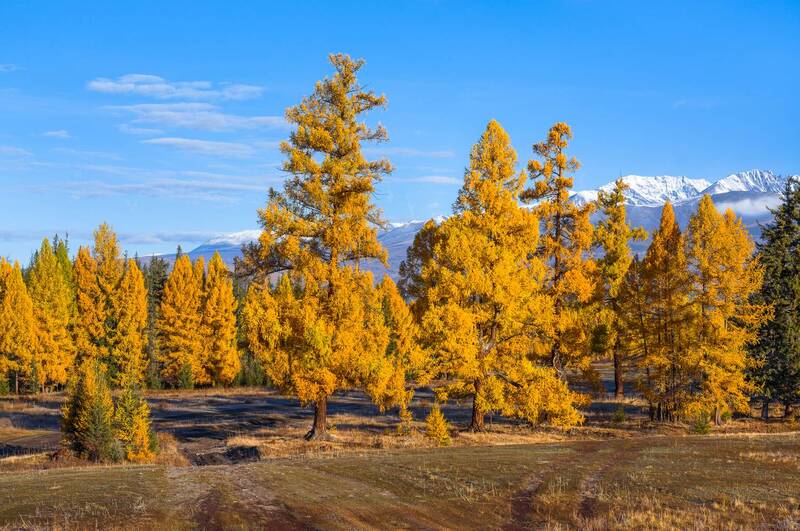 россия, горный алтай, лиственницы, осень, утро В утреннем свете фото превью