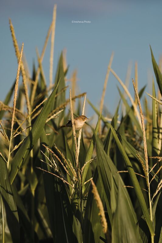Садовая камышевка, Птичка, Birds, Bird Садовая камышевка в зарослях кукурузы фото превью