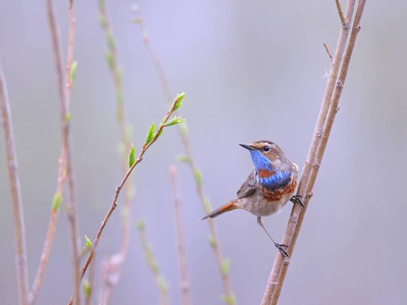 шведский соловей, варакушка, luscinia svecica luscinia svecica фото превью