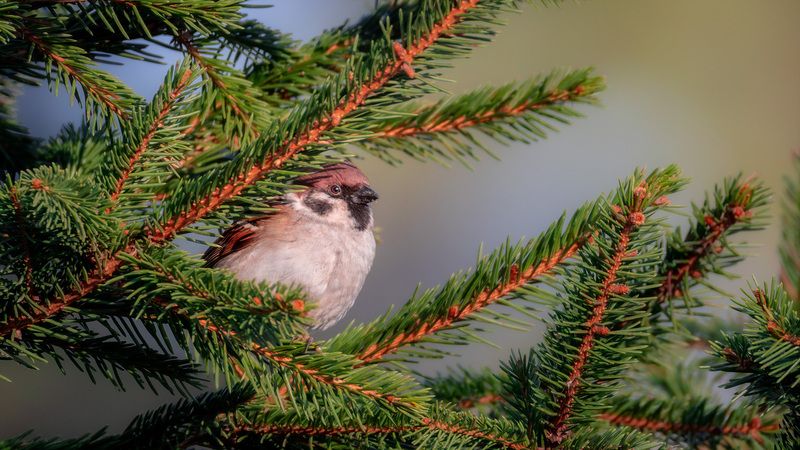 Воробей фото превью